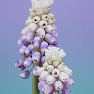 Meet your Posher, Lorrie